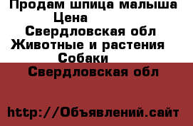 Продам шпица малыша › Цена ­ 50 000 - Свердловская обл. Животные и растения » Собаки   . Свердловская обл.